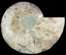 Cut Ammonite Fossil (Half) - Agatized #47707-1